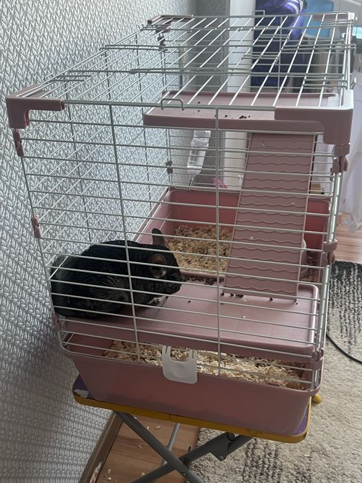 Продам шиншиллу вместе с клеткой