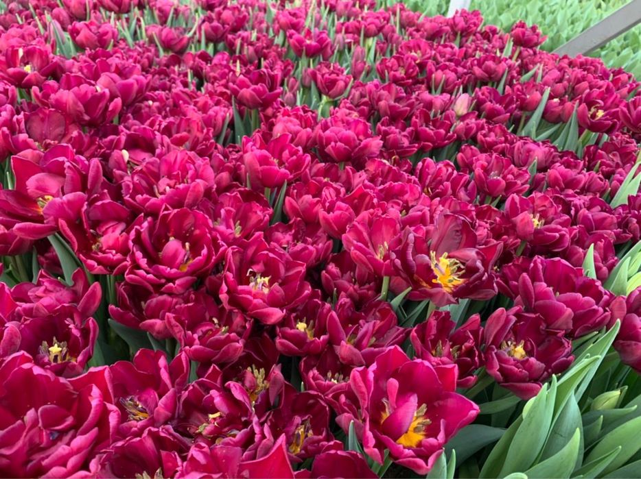 Тюльпаны от Теплицы | Алматы | Опт и Мелкий Опт