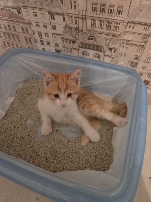 Всем привет. Одаю котенка
