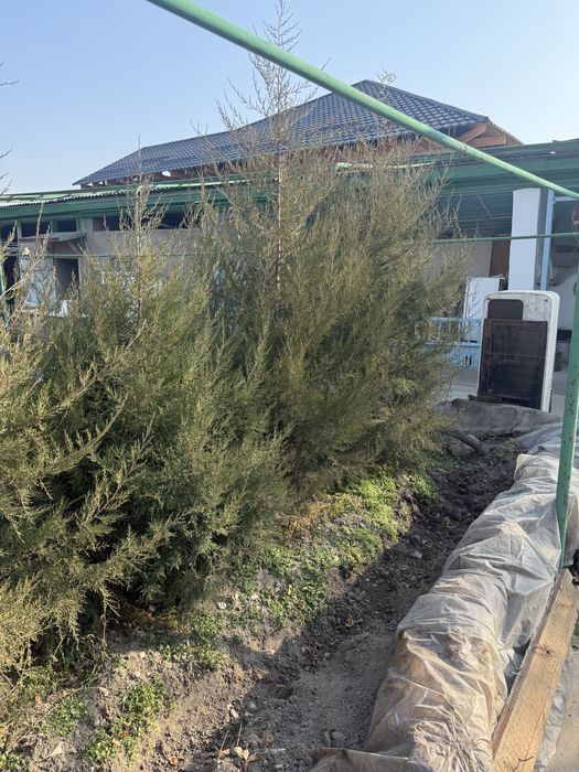 Можевельник молодой