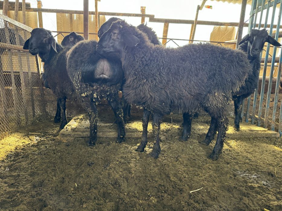 Кози кочкорла сотилади