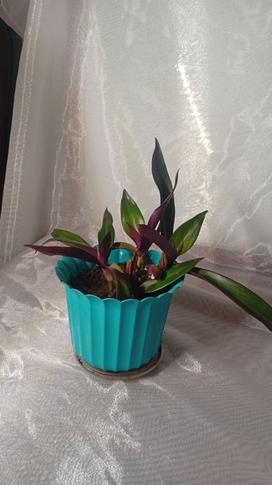 Комнатные растение:филодендрон,рео,эониум