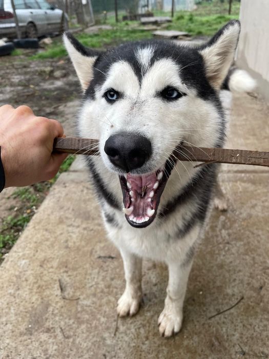 Хъски - мъжко на 6 месеца
