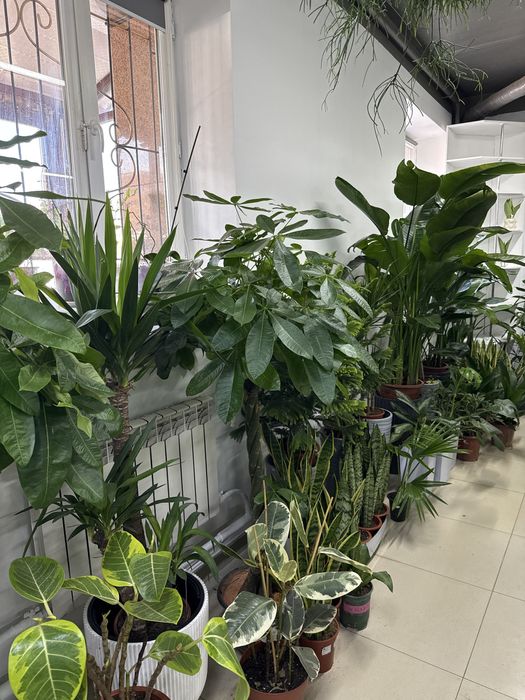 Комнатные растения - озеленение