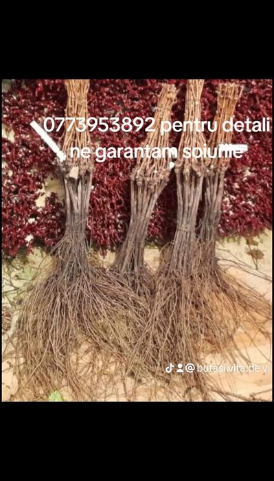 Vând butasi vita de vie