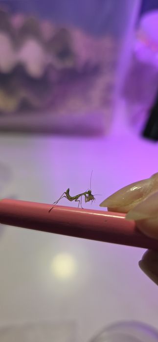 Богомолы древесные