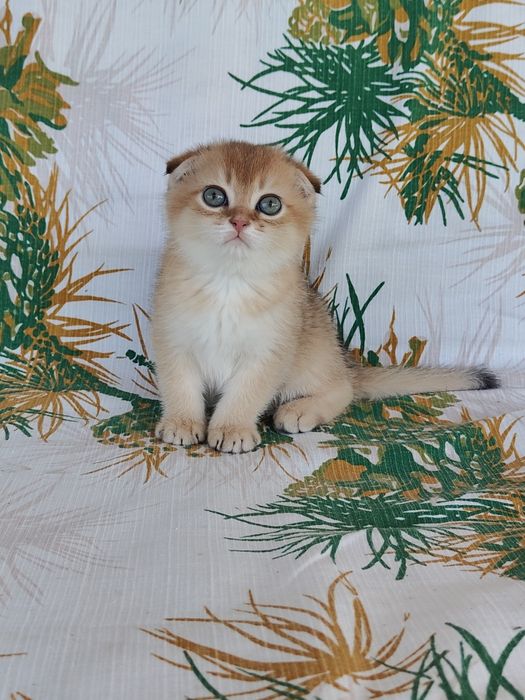 Котенок Золотая шиншилла девочка