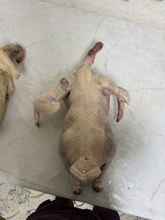 Таза қолдың индюктері