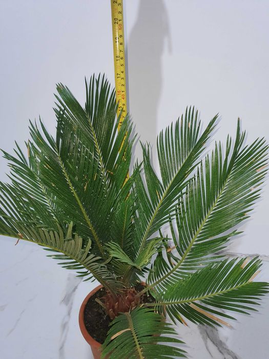 Палма Цикас 25 евро
