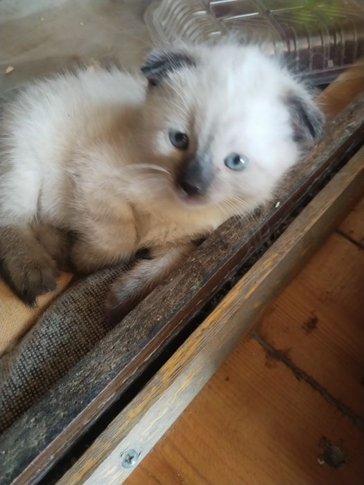 Продается котенок!