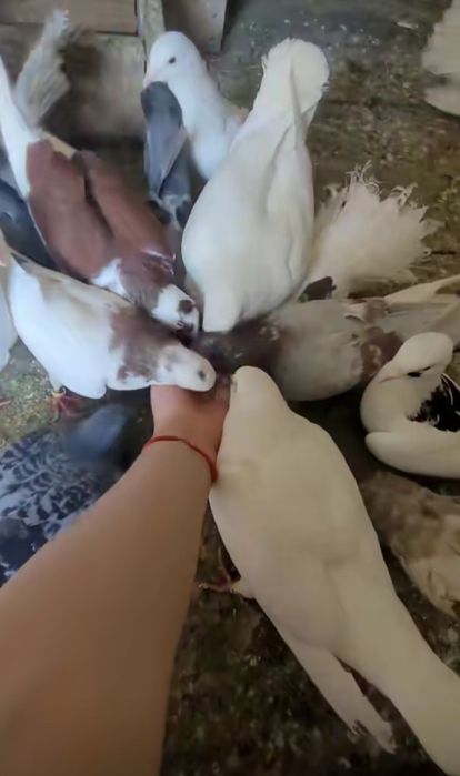 Vând porumbei de ornament și voiajori