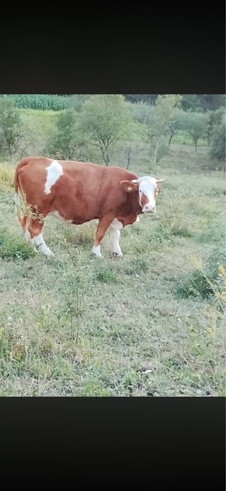 Vand vaca gestanta in 5 luni