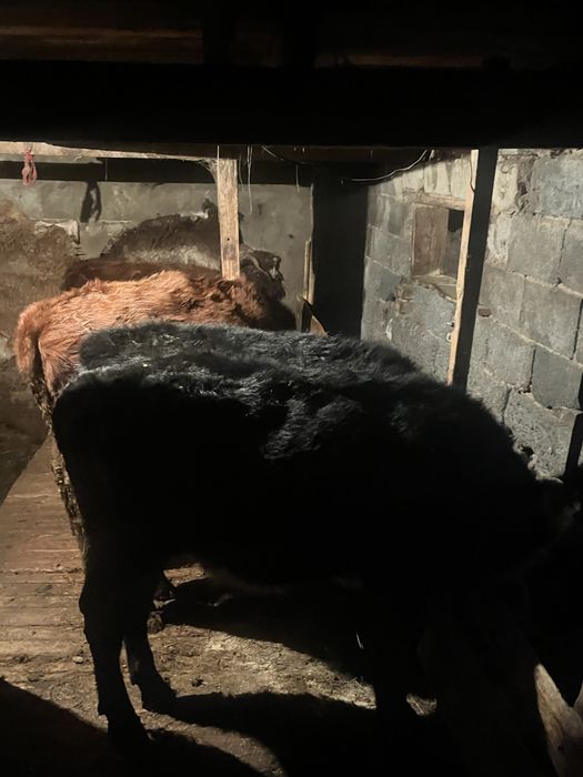 Бұзаулар сатылады