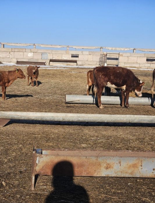 В продаже бычки в количестве 13