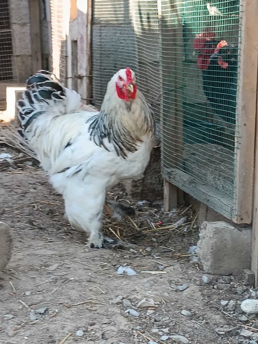 Брама хурозлар сотилади