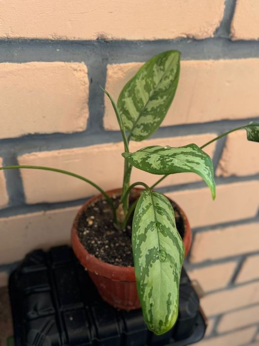 Aglaonema Silver Queen