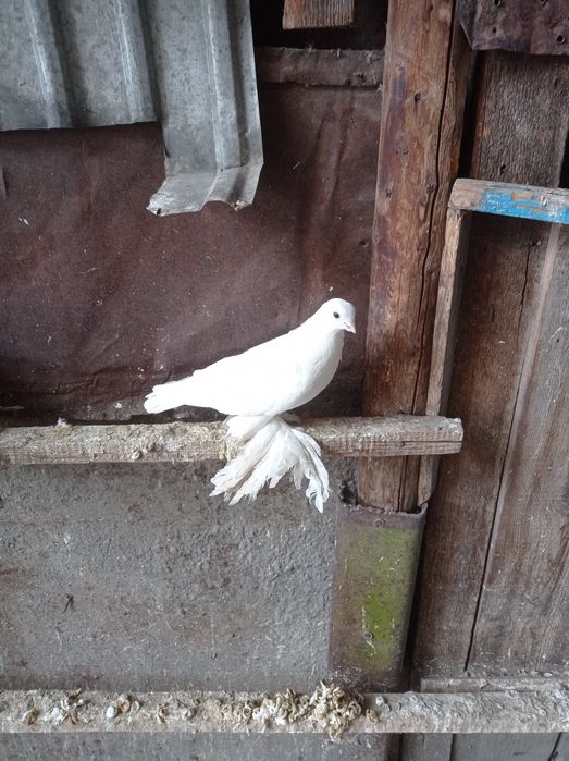 Голуби молодеж самка