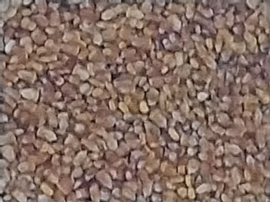 TRITICALE de primavara -Porumb  productie 2024 si GRÄU - 2025