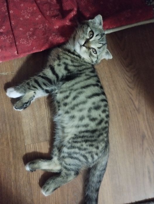Вислоухая кошка.