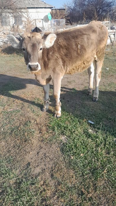 Продам  годовалая телку