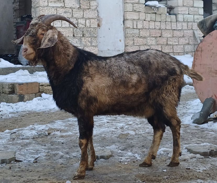 Теке сатылады. Асыл тұқымды, күйі өте жақсы. Жас теке