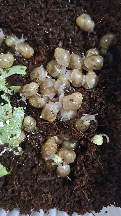 Ахатина пантерка болалари сотилади