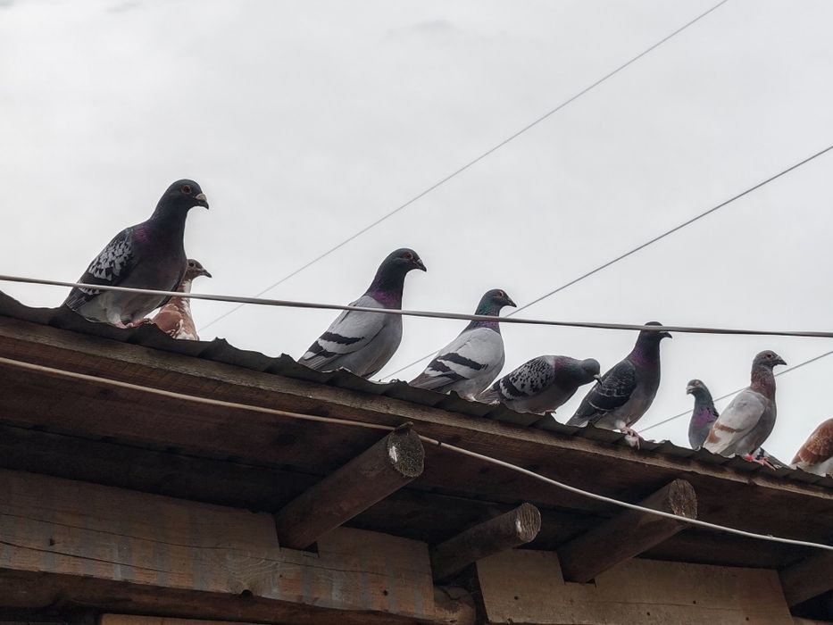 Vând porumbei voiajori