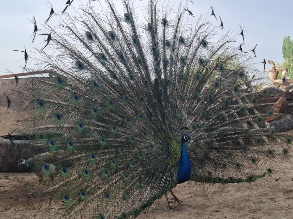 Павлинны общий 8 шт