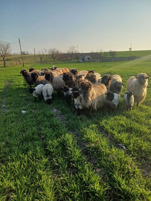 Oii disponibile  fatate și de tăiat