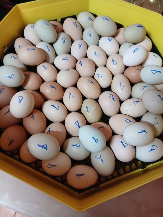 Bobocei de rață românească și pui de țară