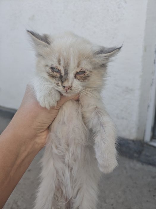 Отдам котят на хорошие руки