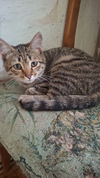 Пристраиваются котята
