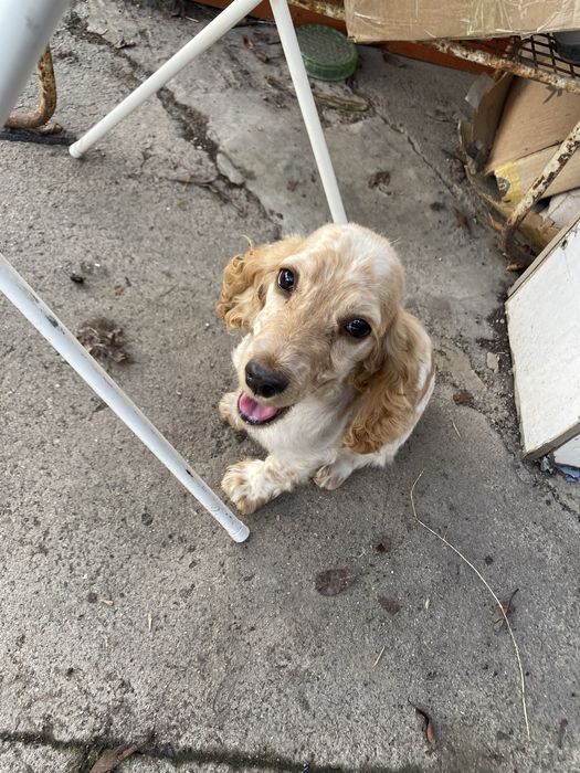 спаниель 5 месяцев