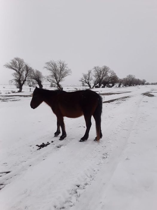 бие жабагысымен бие буаз
