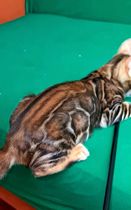 Бронь на 100% бенгальских котят