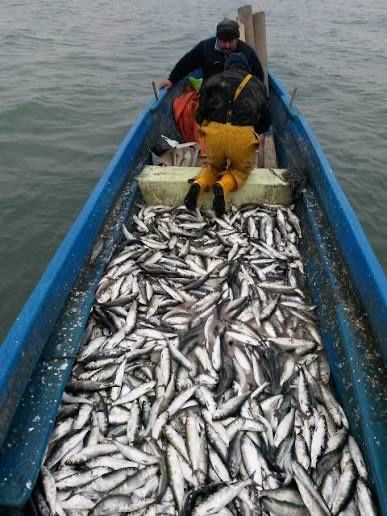 Vand scrumbie de Dunare - proaspat pescuita personal