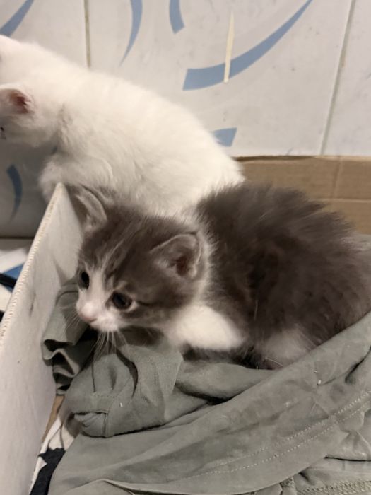 Котята короткошерсть британские