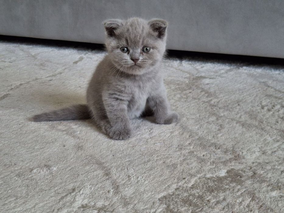 Продаются породистые котята.