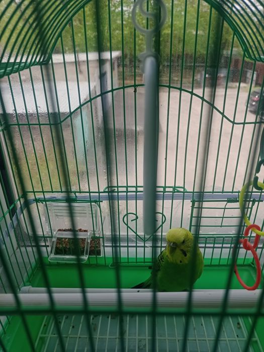 Любители попугая это объявление для вас