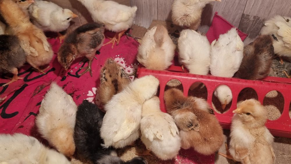 Продам цыплят несушек