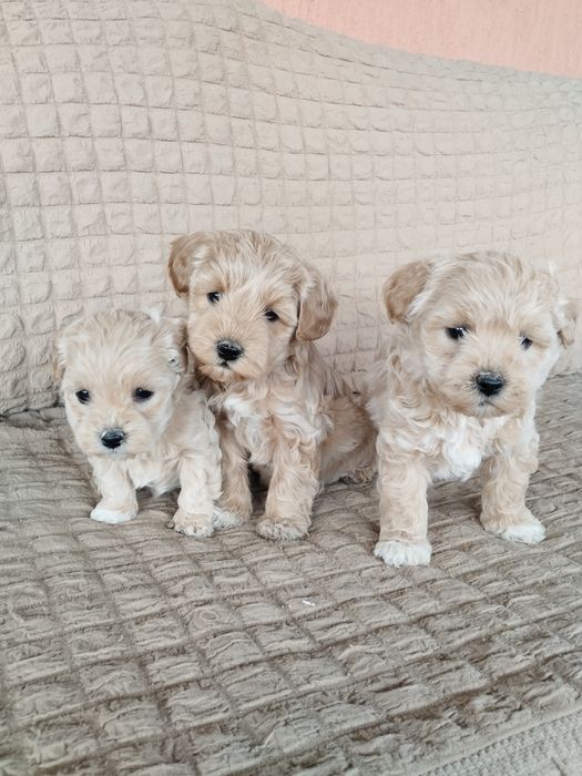 Vând căței maltipoo