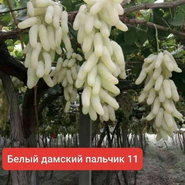 Mevali koʻchatlar sotiladi Samarqanda