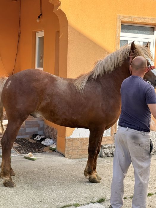 Vand carlan in varsta de un an jumatate