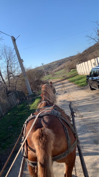 De vanzare iapa varsta 5 ani jumate!