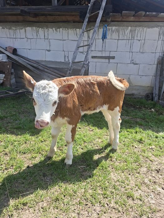 Vitea baltata 4 săptămâni