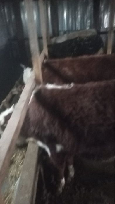 Жас бұқа, қой, тоқты