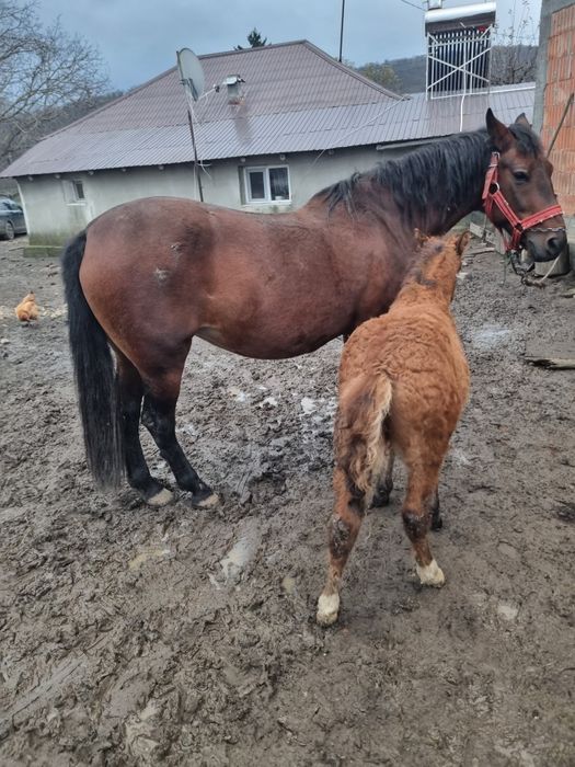 Vand mânz de 2 luni mai multe detalii la telefon