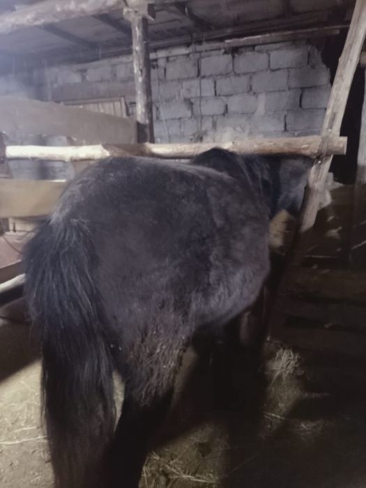 Продам лошадь бие