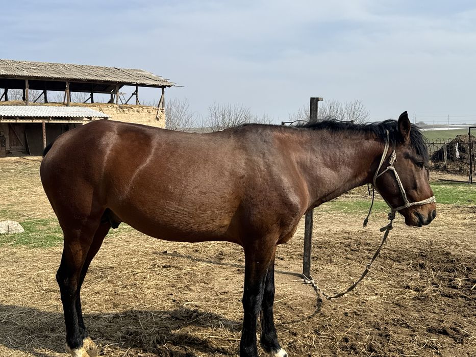 Жылқы 5 жасқа толады