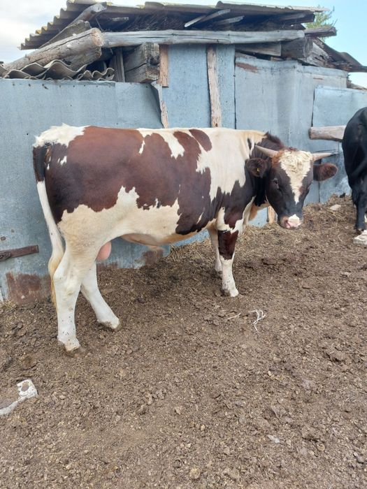 Продам двух быков